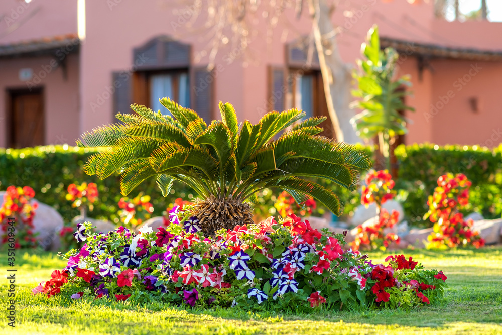 Small green palm tree surrounded with bright blooming flowers growing on grass covered lawn in tropic hotel yard. Small green palm tree surrounded with bright blooming flowers growing on grass covered lawn in tropic hotel yard.