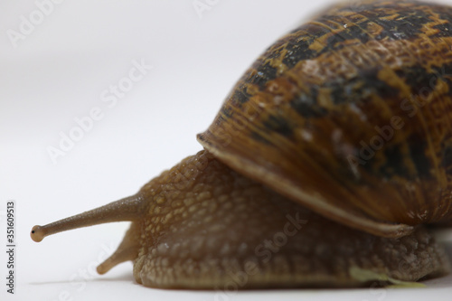 snail on the white background photo