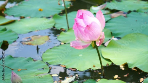 Beautiful lotus flower full bloom in lake  photo