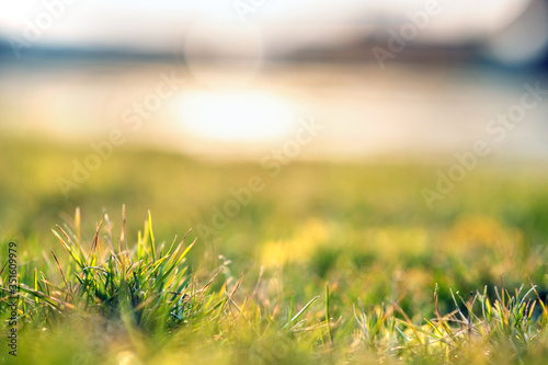 Close up of green grass covered lawn with vibrant colorful background.