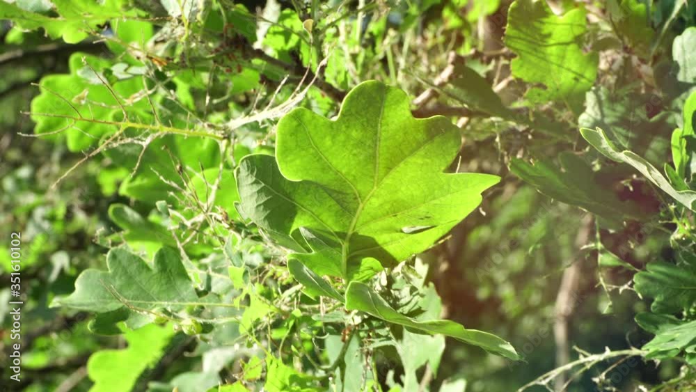 Fully damaged oak tree leaves.Toxic caterpillar infestation plagues oak trees. Ecological problem Fully damaged oak tree leaves.Toxic caterpillar infestation plagues oak trees. Ecological problem