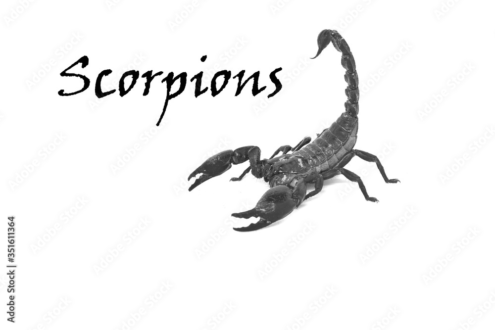 Obraz premium scorpion on black background