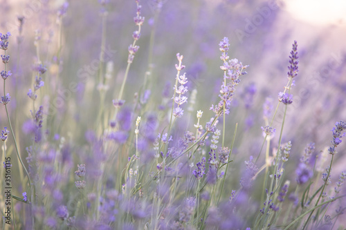 Lavender field closeup view. Purple lavender garden. Spa essential oil of beautiful herbs.