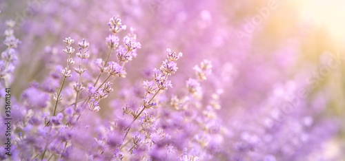 Lavender bushes closeup on sunset, horizontal background. Sunset gleam over purple flowers of lavender. Bushes on the center of picture and sun light on the left. Provence region of france.