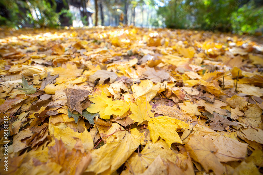 Close up of many fallen yellow leaves covering the ground in autumn park. Close up of many fallen yellow leaves covering the ground in autumn park.