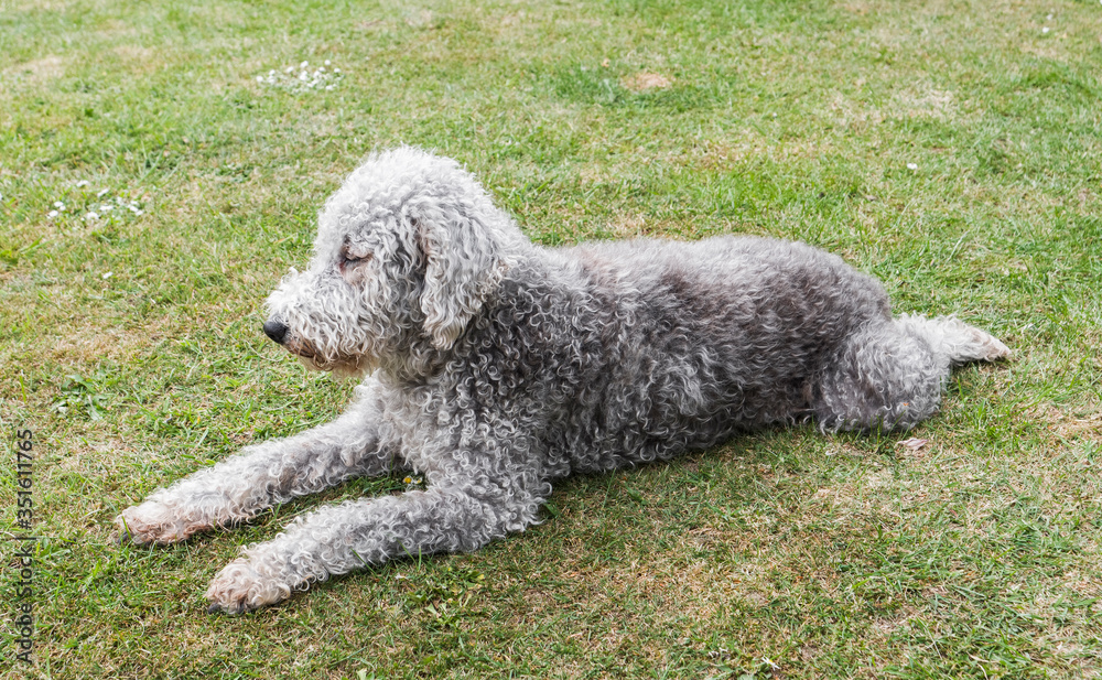 Bedlington terrier unclipped lying on grass Bedlington terrier unclipped lying on grass