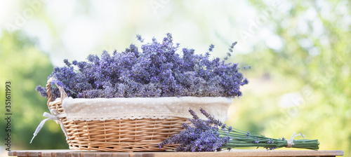 Harvesting of lavender. A basket filled with purple flowers stands on a wooden table on a background of green lavender fields.