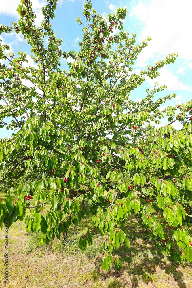 lush cherry tree with ripe red fruits ready to be harvested