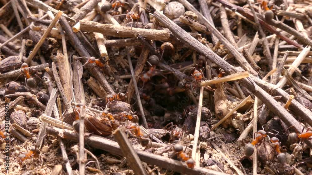 In Europe, many species of ants live, including ants of the genus Formica. These are large ants that build quite large anthills. They live in the steppe and forest zones. In Europe, many species of ants live, including ants of the genus Formica. These are large ants that build quite large anthills. They live in the steppe and forest zones.