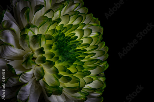 Close-up of a white and green chrysanthemum on a dark background