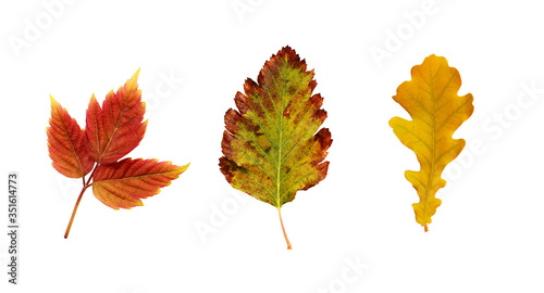 Set of colorful autumn leaves