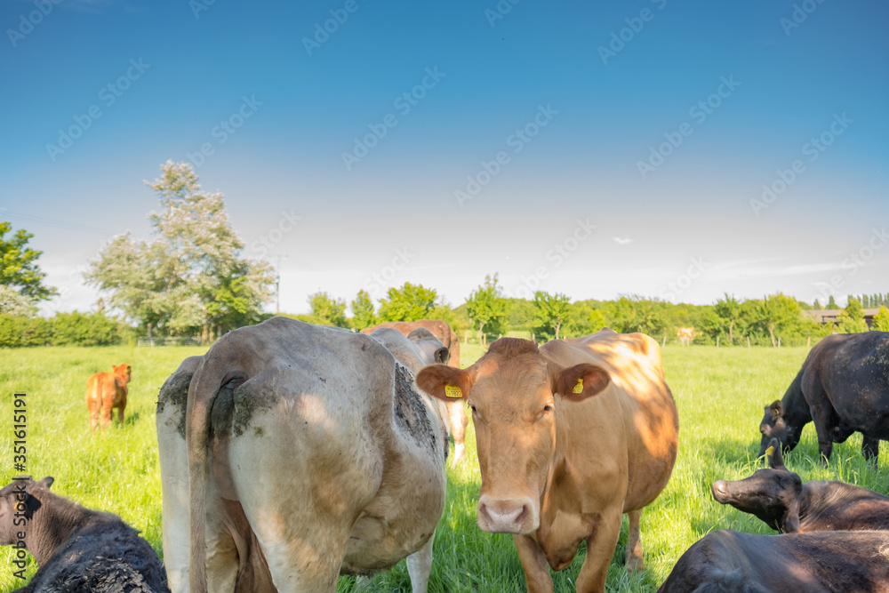Φωτογραφία Close-up of a beautiful young dairy cow seen within a small herd of cattle on a rural dairy farm