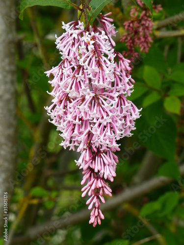 
Syringa swegiflexa flower, Oleaceae family.
 photo