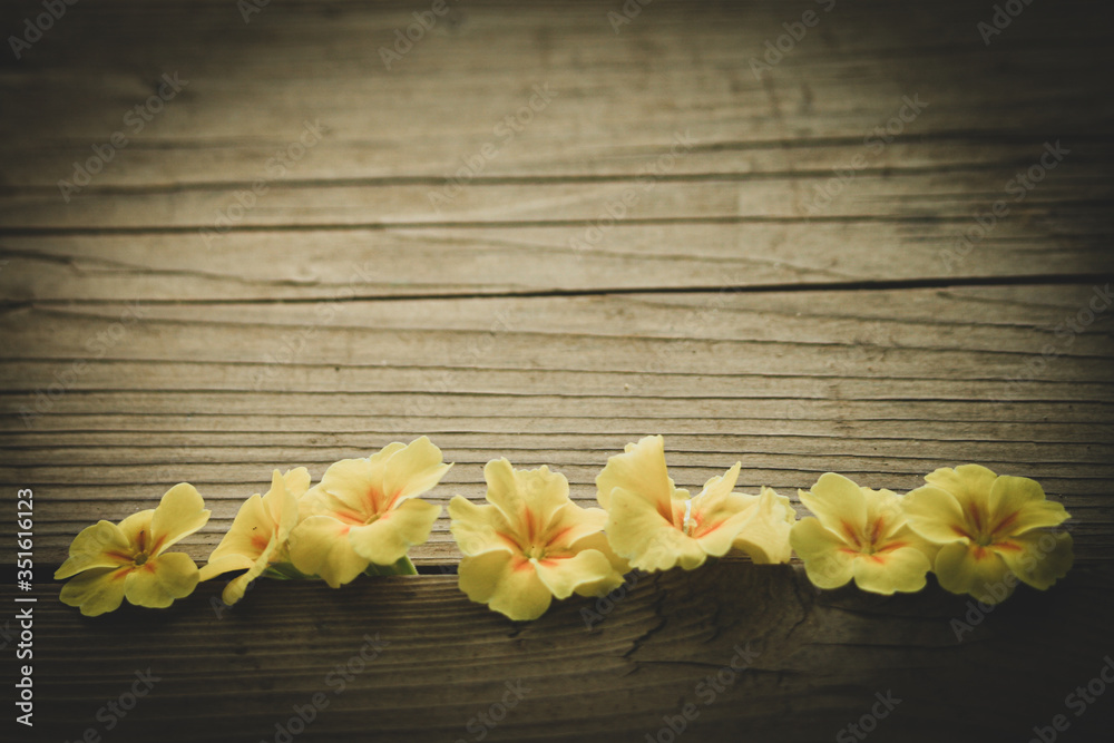 primula flowers on wooden background, greeting easter card, text place. Spring Easter backdrop with primula primrose flowers. Primula vulgaris blossom border frame background, copy space. primula flowers on wooden background, greeting easter card, text place. Spring Easter backdrop with primula primrose flowers. Primula vulgaris blossom border frame background, copy space.
