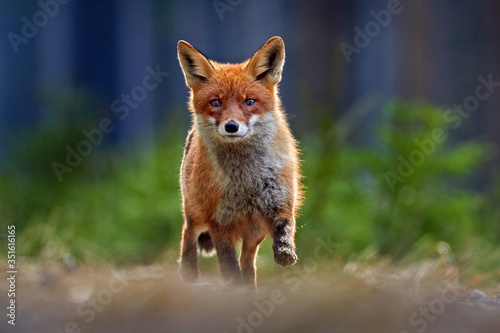 Red Fox, Vulpes vulpes, beautiful animal on grassy meadow, in the nature habitat, evening sun with nice light, Germany.