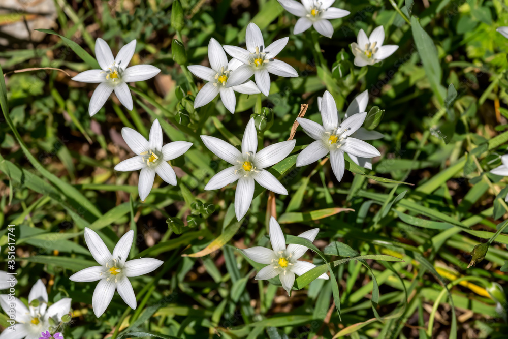 Plant (Ornithogalum) grows in a mountain meadow close-up Plant (Ornithogalum) grows in a mountain meadow close-up