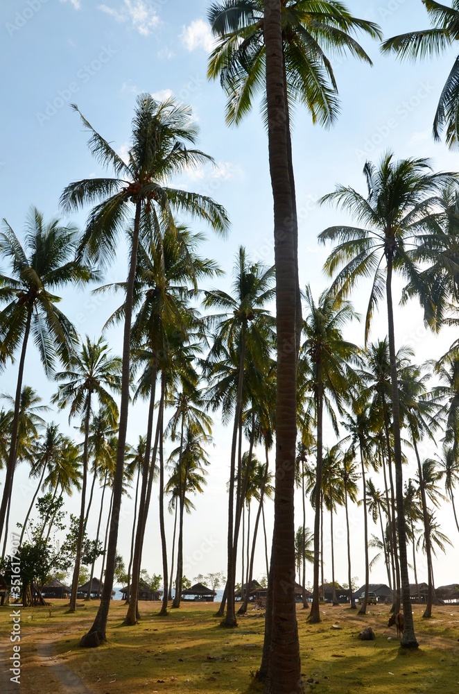 Fototapeta premium Tropical garden with palm trees on Lombok island, Indonesia
