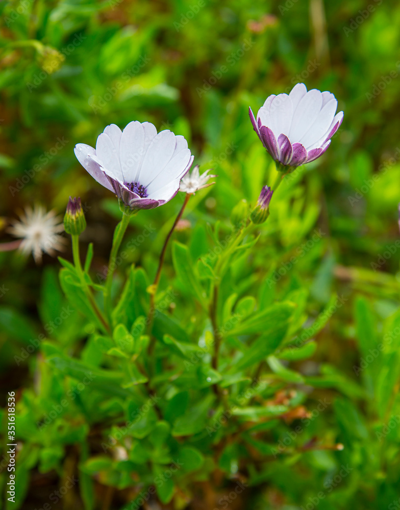 Fototapeta premium River close-up of white daisy plant