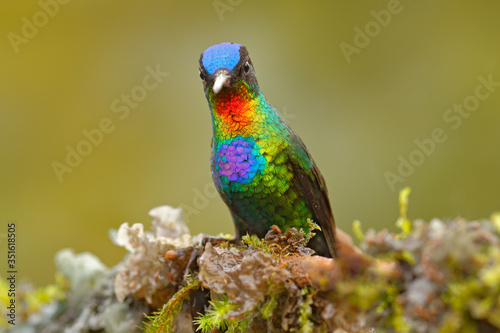 Red glossy shiny bird. Fiery-throated Hummingbird, Panterpe insignis, colorful bird sitting on branch. Mountain bright animal from Costa Rica.