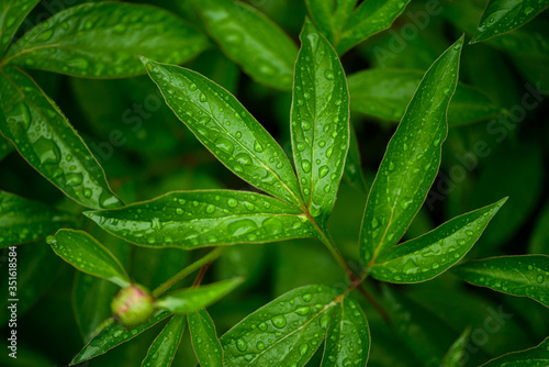 dew drops on beautiful green leaves in sunshine at garden, summer concept 