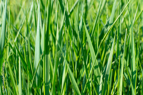 photo texture background green grass