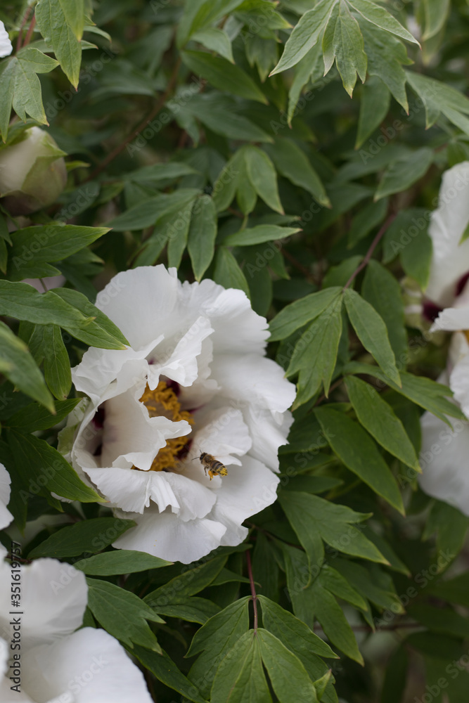 White Rock's peony on the green leaves background. Spring in the city garden with blossoming flower of Paeonia rockii