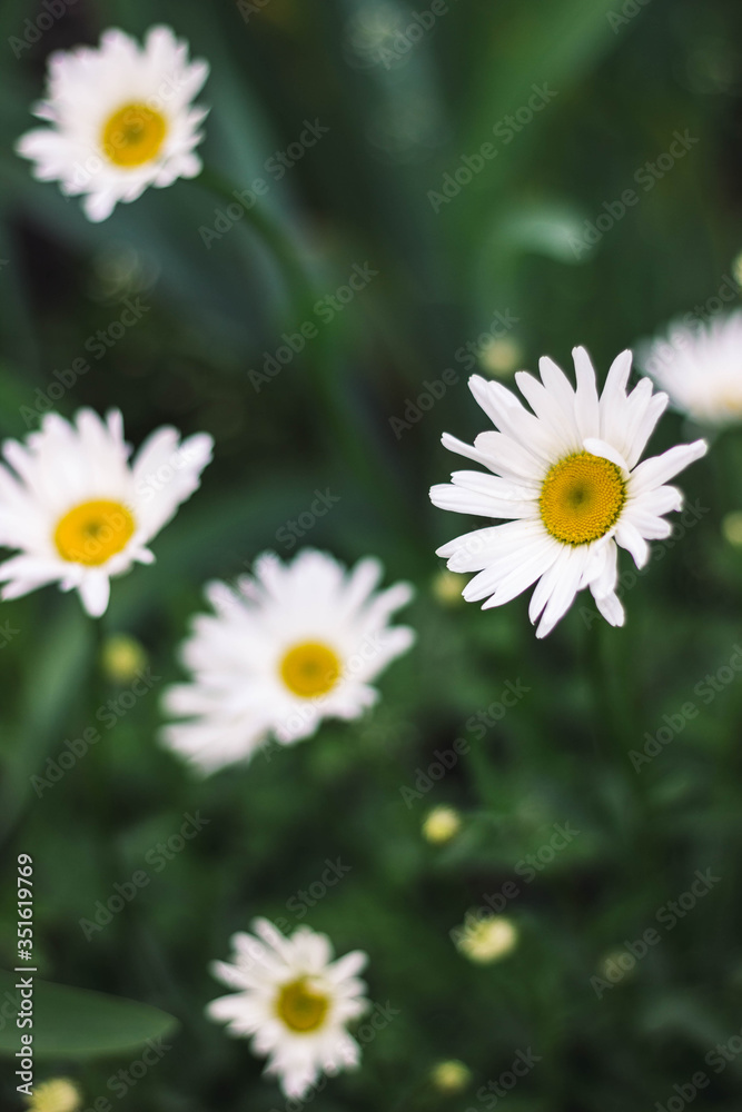 Fototapeta premium white chamomile on the green background in the garden