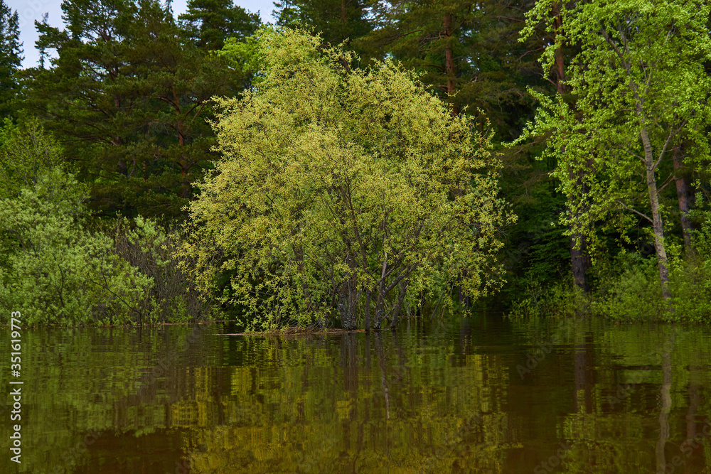 flowering willow flooded during spring flood flowering willow flooded during spring flood