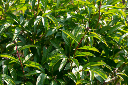 photo texture background green foliage