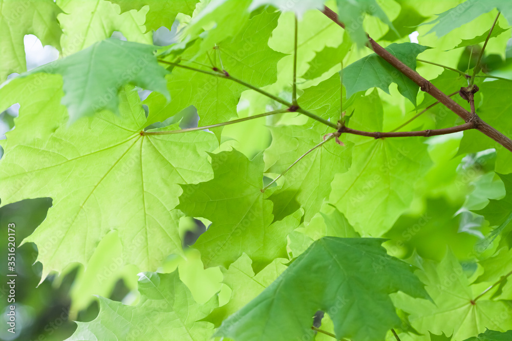 Sun's shining through green big maple leaves Sun's shining through green big maple leaves