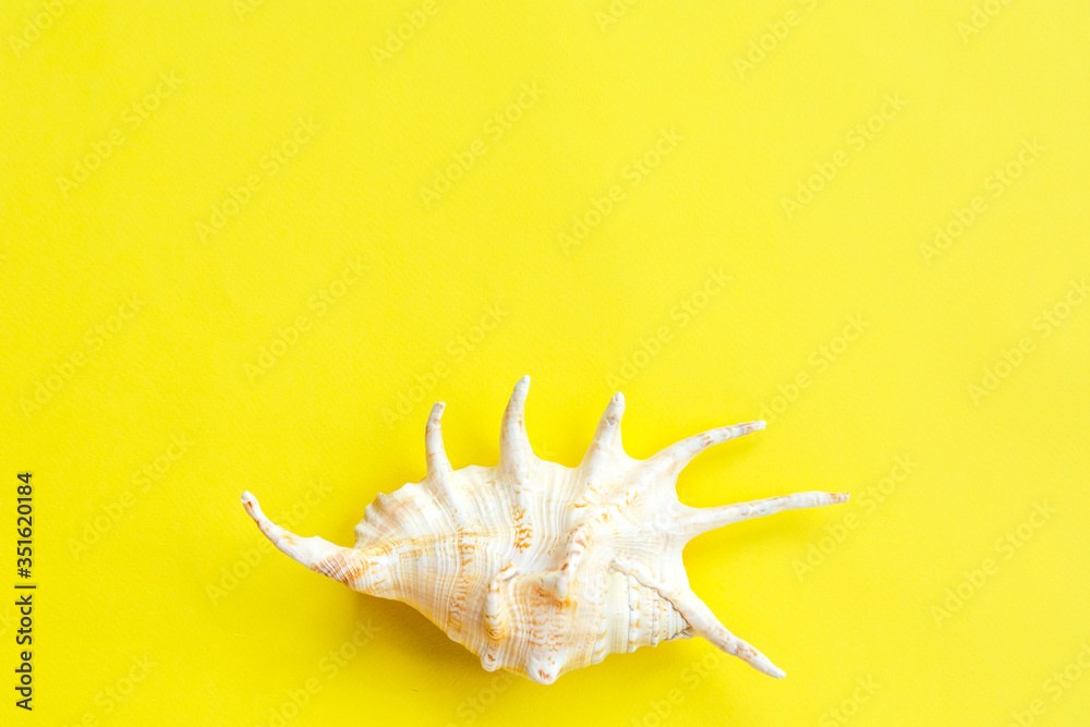Summer travel background made of shell . Summer concept Summer travel background made of shell . Summer concept