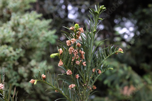 Cephalotaxus harringtonia (var. drupacea KOIDZ.), outdoor plants 2020 photo
