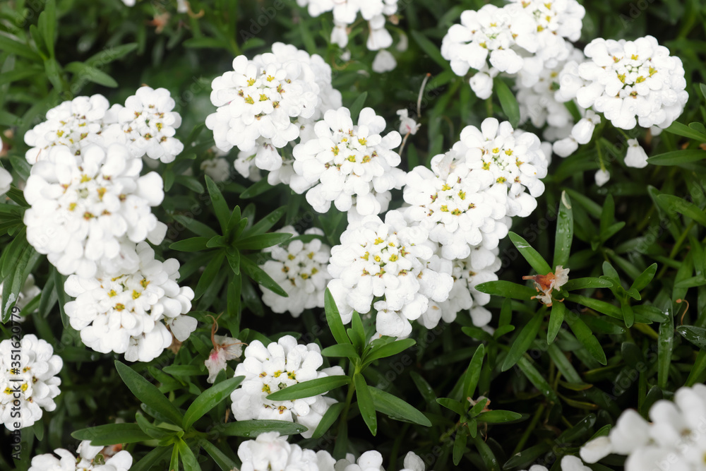 Iberis sempervirens (Brassicaceae), outdoor plants 2020 Iberis sempervirens (Brassicaceae), outdoor plants 2020