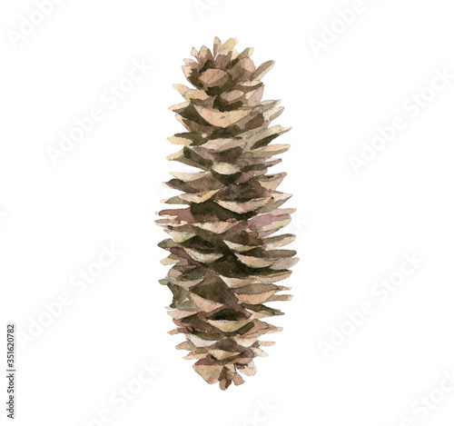 Fircone. Tree cone. Forest nature detail. Watercolour isolated on white background. photo
