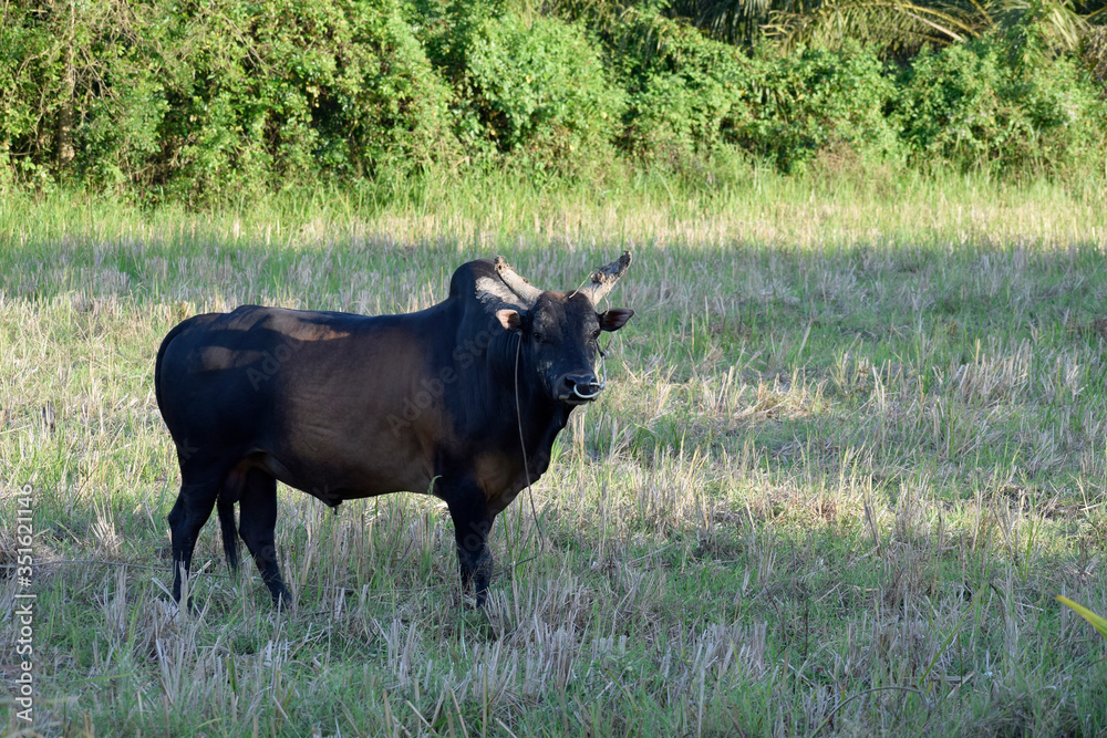 Native cow Thailand. There are sharp horns brought to fight Native cow Thailand. There are sharp horns brought to fight