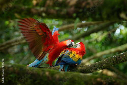 Pair of big parrots Scarlet Macaw, Ara macao, in forest habitat. Bird love. Two red birds sitting on branch, Costa Rica. Wildlife love scene from tropical forest nature. © ondrejprosicky