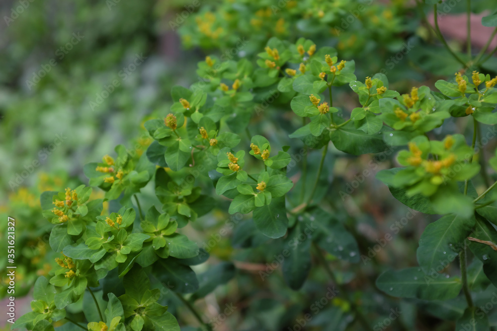 Euphorbia polychroma (Kern.), outdoor plants 2020 Euphorbia polychroma (Kern.), outdoor plants 2020