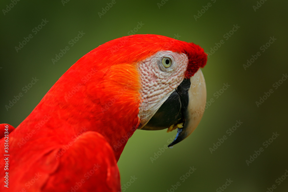 Portrait of big parrot Scarlet Macaw, Ara macao, in forest habitat. Bird love. Two red birds sitting on branch, Costa Rica. Wildlife love scene from tropical forest nature. Portrait of big parrot Scarlet Macaw, Ara macao, in forest habitat. Bird love. Two red birds sitting on branch, Costa Rica. Wildlife love scene from tropical forest nature.