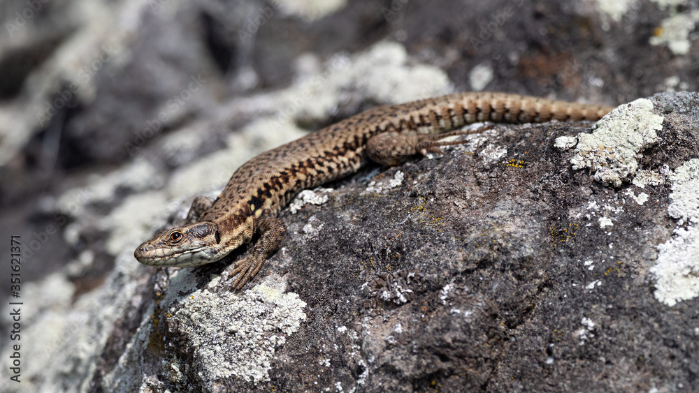 Closeup of a Common wall lizard (Podarcis muralis) sunbathing on a rock, Germany Closeup of a Common wall lizard (Podarcis muralis) sunbathing on a rock, Germany