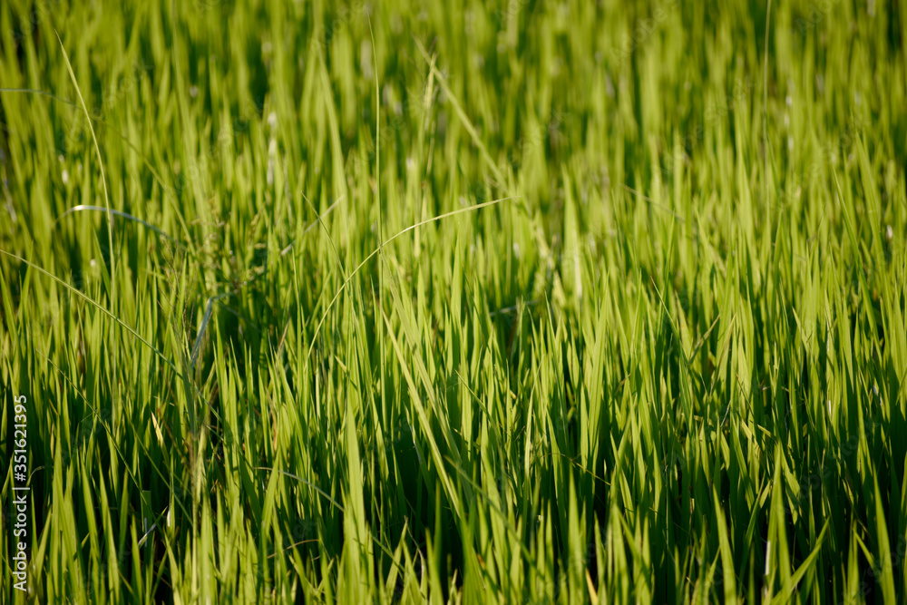 Green nature. Landscape of rice fields Green nature. Landscape of rice fields