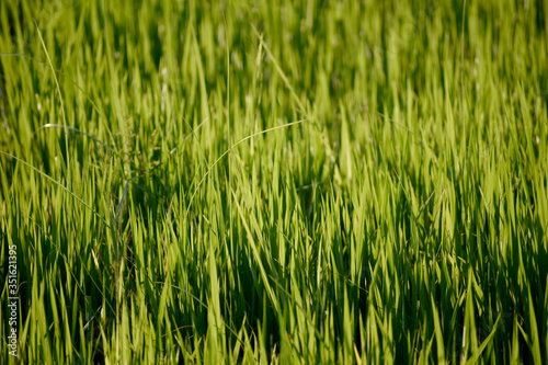 Green nature. Landscape of rice fields