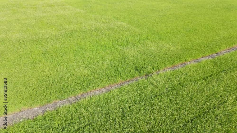 Aerial view over green rice field. Aerial view over green rice field.