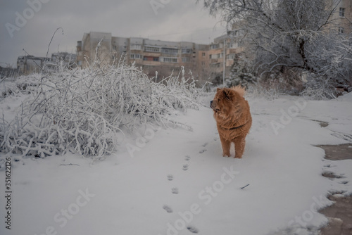 dog in the snow