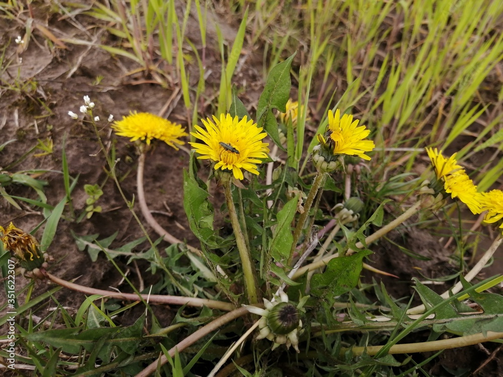 close-up of a yellow dandelion and on it an insect locust a small grasshopper close-up of a yellow dandelion and on it an insect locust a small grasshopper