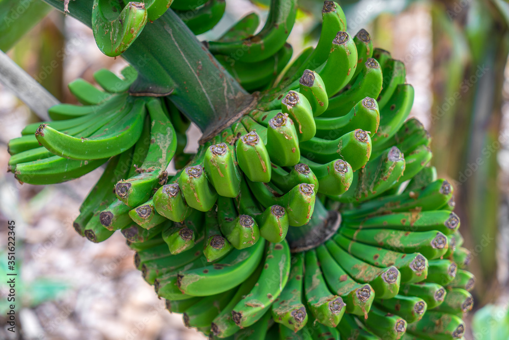 Bananen an einer Staude StockFoto Adobe Stock