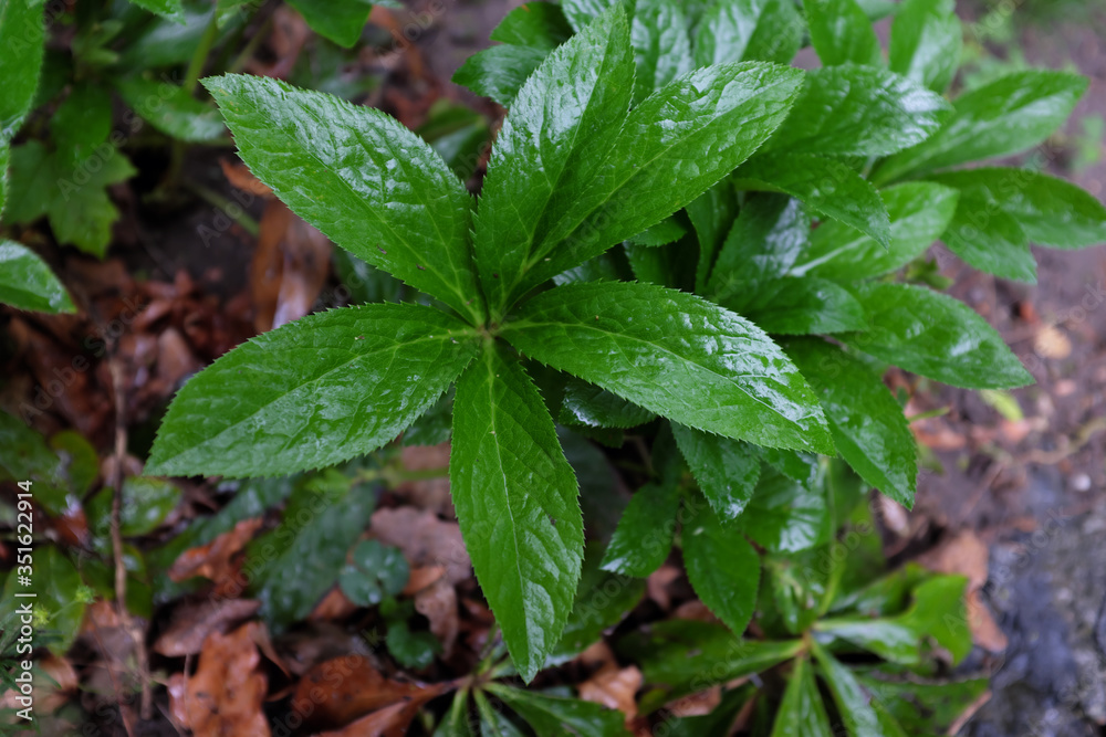 Helleborus purpurascens (var. Alba), outdoor plants 2020 Helleborus purpurascens (var. Alba), outdoor plants 2020