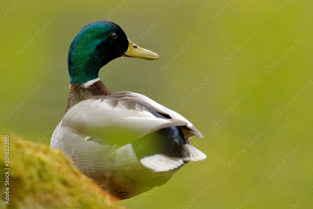 Fototapeta premium Bird hidden in the grass. Water bird Mallard, Anas platyrhynchos, duck in the green vegetation. Bird from European nature.