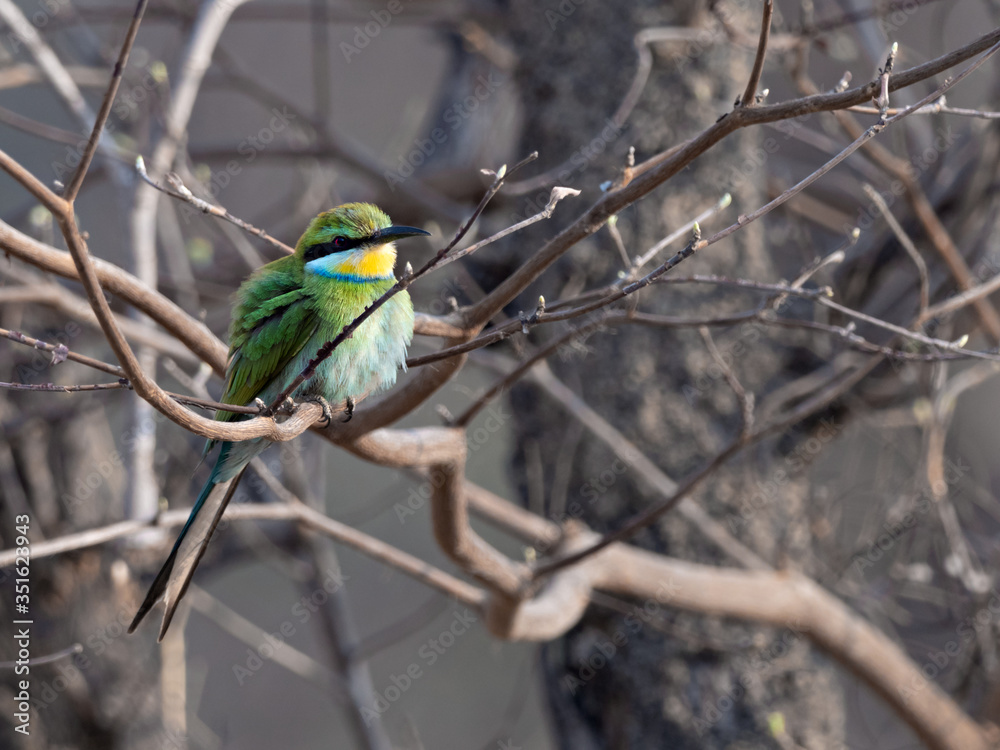 Wildlife photo of a Swallow-tailed Bee-eater (Merops hirundineus) perched on a branch, Namibia Wildlife photo of a Swallow-tailed Bee-eater (Merops hirundineus) perched on a branch, Namibia