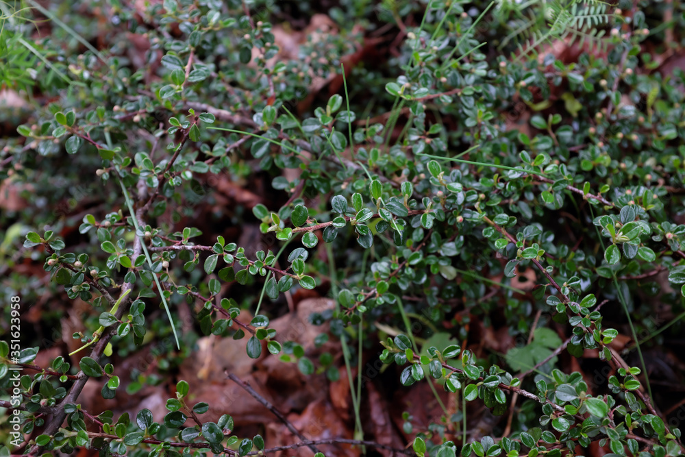 Cotoneaster buxifolius LINDL. (Rosaceae), outdoor plants 2020 Cotoneaster buxifolius LINDL. (Rosaceae), outdoor plants 2020