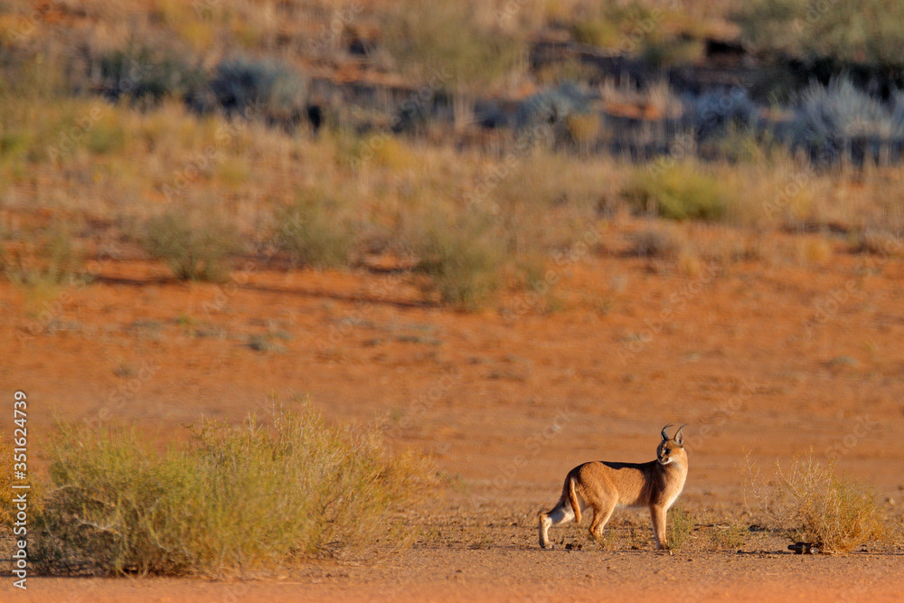 Caracal, African lynx, in red sand desert. Beautiful wild cat in nature habitat, Kgalagadi, Botswana, South Africa. Animal face to face walking on gravel, Felis caracal. Wildlife scene from nature. Caracal, African lynx, in red sand desert. Beautiful wild cat in nature habitat, Kgalagadi, Botswana, South Africa. Animal face to face walking on gravel, Felis caracal. Wildlife scene from nature.